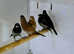 Bengali Finches  male female,1