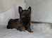 German shepherd puppies