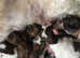 Beautiful Lhasa lapso puppies for sale k c reg both mum and dad are k c reg
