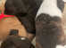 Stocky staffs puppies