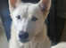 White boy husky