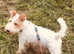 Fox terrier puppies for sale