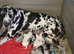 Quality, kc, extensively health tested litter