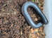 Millipedes