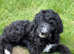 Gorgeous black and white female F1b Sheepadoodle