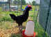Jersey Giant Cockerel