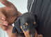 Dachshund  minature pra puppies