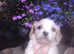 Gorgeous f1 cavachons