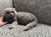 Beautiful blue scottish fold girl