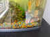 X4 cold water fish with 60L TANK, etc.