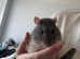 2 Fancy Rat males