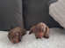 Pedigree Miniature dachshund puppies