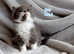 Wonderful Siberian kittens, best for mild allergy sufferers :)