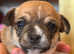 Beautiful Chihuahua X Puppies