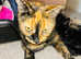 Beautiful  kittens for sale