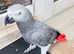 Hand tamed African gray parrot