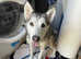 Female husky