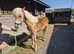 Pedigree registered Haflinger filly 1year old