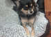 Chihuahua female for sale