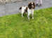 Beautiful health tested chocolate cocker/springer spaniel puppies