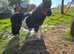 Stunning shetland gelding looking for new home