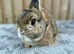Agouti netherland dwarf buck