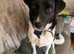 Rescued mix, 2y&1/2, fem, loving and loyal