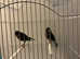 BLACK CANARIES (PAIR)