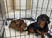Dachshund puppies