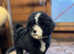 Last female pup