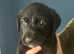 Lab cross collie