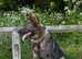 German shepherd