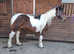 PROJECT!! Rosie 14.3hh skewbald mare