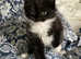Norwegian Forest Cats are looking for new home