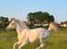 Rare amber cream champagne tobiano yearling filly