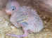 Baby budgie ready soon
