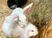 2 males left Baby New Zealand Mini Lop