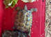 Tortoise for sale male last one