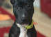 Female puppy bull terrier