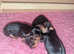Yorkshire Terrier Puppies
