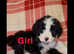 Old English sheepdog x poodles last two