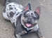 Male french buldog Merle 18 month old