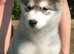 Alaskan Malamute puppies
