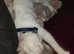 White kitten for sale