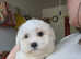 Maltese pup's for sale