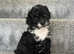 Gorgeous toy poodle cross puppies