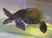 Fly River Turtle (Male)