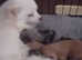 Adorable toy pomeranian x jackrussell