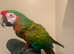 HandReared Rare Stunning Male Shamrock Macaw Parrot,20
