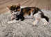 Butifull mix colored kitten for sale